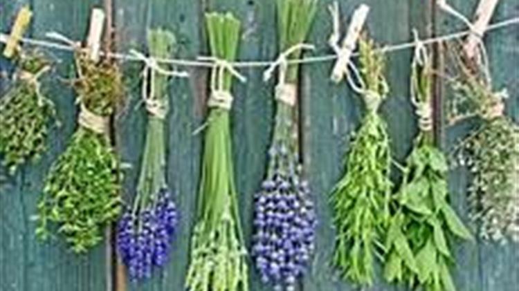 Κατάρτιση για βότανα