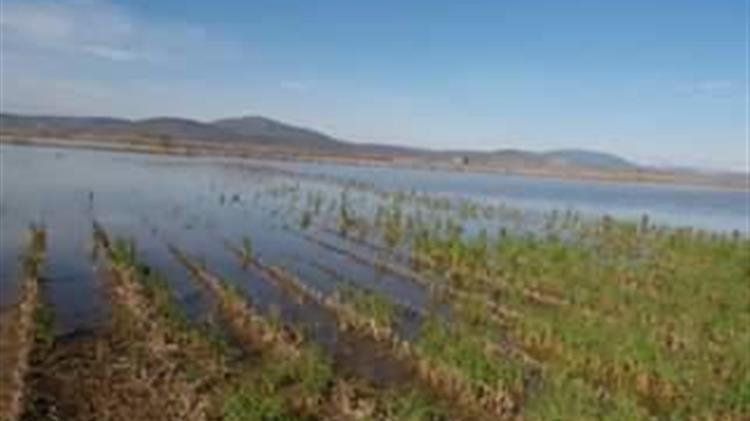 Ν. Καρδίτσας: Καταστροφές σε βαμβακοκαλλιέργειες