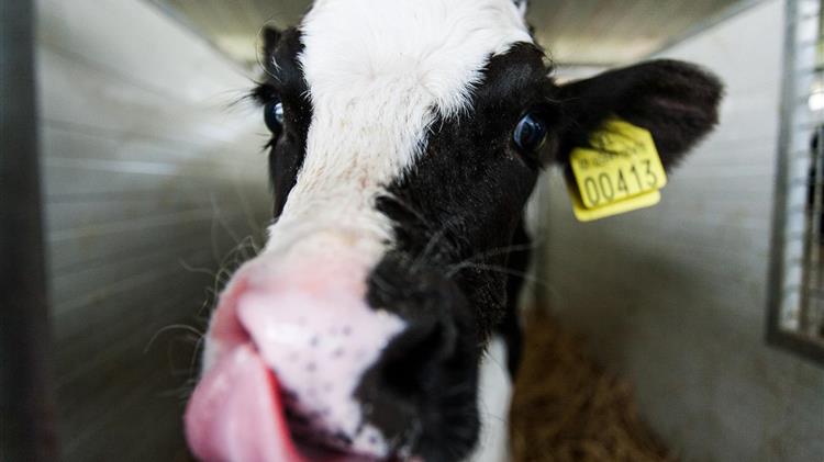 ΕΦΧΕ: Η παραγωγή αγελαδινού γάλακτος καθίσταται ασύμφορη