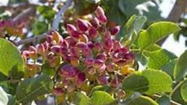 Η ασθένεια της φιστικιάς