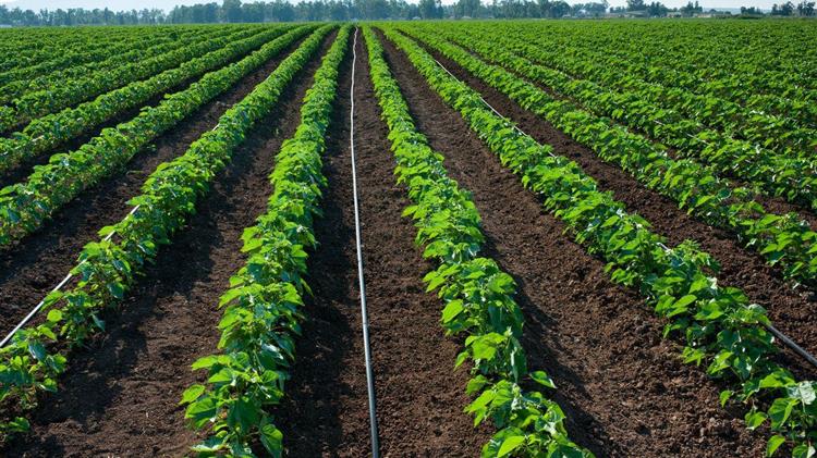 “Η Rivulis Eurodrip σας ενημερώνει σχετικά με τα οφέλη της υδρολίπανσης μέσω συστήματος στάγδην άρδευσης”