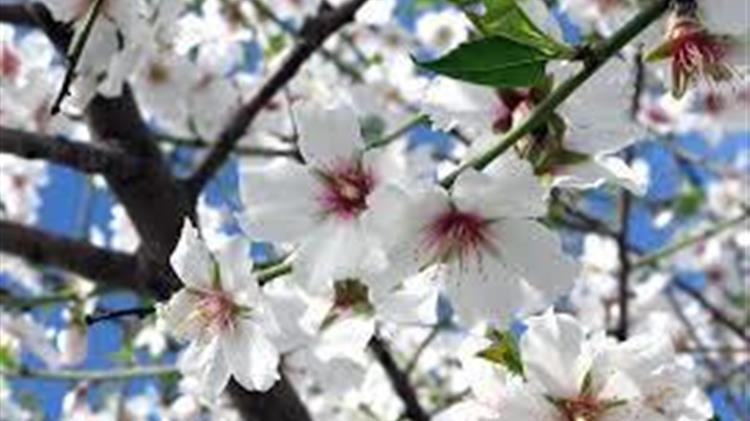 Καλλιεργητικές φροντίδες για αντιμετώπιση συγκεκριμένων εντόμων και ασθενειών σε πυρηνόκαρπα, αμυγδαλιά και αχλαδιά 