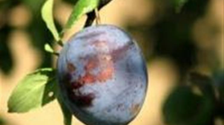 Μονίλια Δαμασκηνιάς 