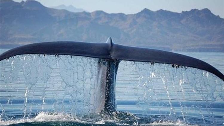 Το SAvE Whales εν δράσει: Στιγμιότυπα από  την πρώτη δράση πεδίου