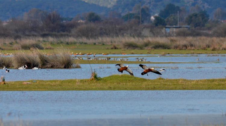  Σ. Φάμελλος: "Οι ΦΔΠΠ συμβάλλουν στην ενίσχυση του τοπικού εισοδήματος"