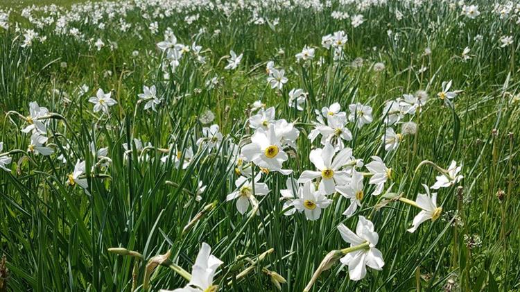 Η γιορτή του Νάρκισσου
