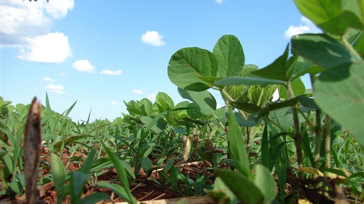 Βραζιλία: Συγκομιδές-ρεκόρ σε σόγια και καλαμπόκι