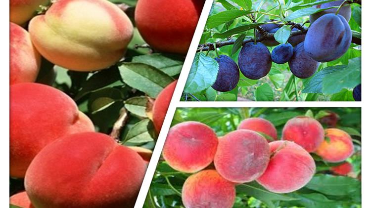 Ασθένειες στα πυρηνόκαρπα 