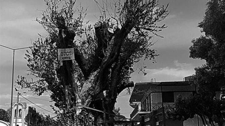 Παράνομη διακίνηση φυτικού υλικού και κίνδυνοι από  XYLELLΑ