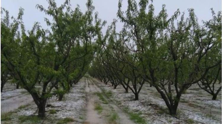 Αμέτρητες οι ζημιές στη Χαλκιδική - Μετρούν απώλειες οι παραγωγοί