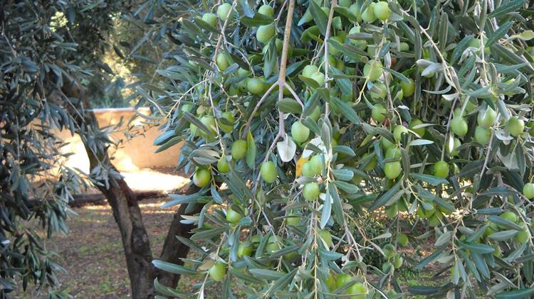 Συγκλονιστικά στοιχεία: 10 νέα ελαιόδεντρα φυτεύονται το δευτερόλεπτο
