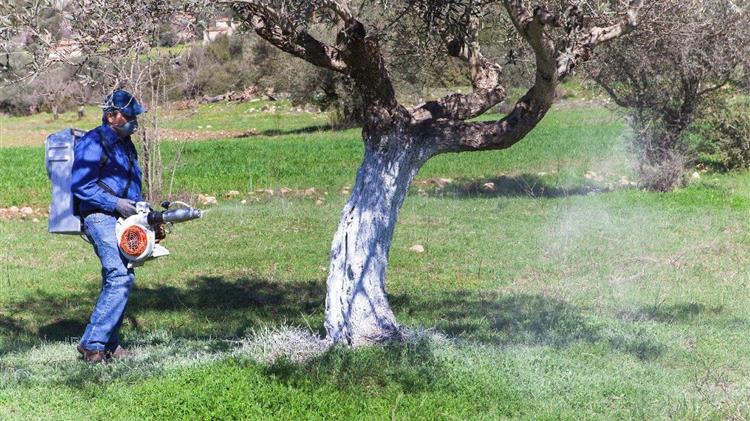 Ξεκίνησε η δακοκτονία