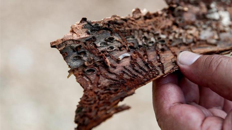 Υλοποιείται ευρύ πρόγραμμα εξάλειψης της προσβολής από το φλοιοφάγο έντομο γύρω από τη Θεσσαλονίκη