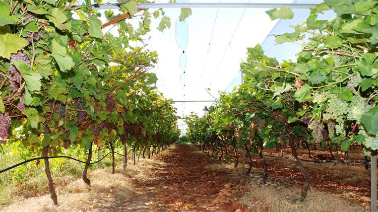 Ένωση Ηρακλείου: για την αναμπέλωση