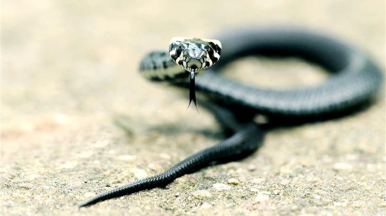 Τα φίδια που «ζευγαρώνουν» ή «μαλώνουν» 