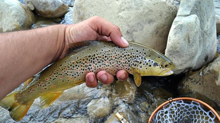 Με 3.500 νεαρά ιχθύδια πέστροφας εμπλουτίστηκαν τα λιμνοφράγμτα  της Π.Ε. Καστοριάς