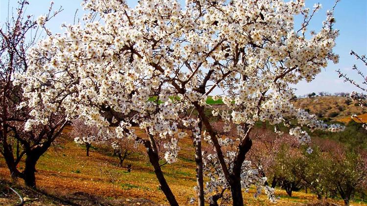 Εμφάνιση τετράνυχου στην αµυγδαλιά