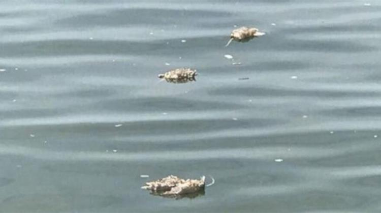 Νεκρά ποντίκια γέμισε χθες ο Θερμαϊκός - Πώς βρέθηκαν εκεί