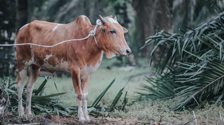 Θεσμοθέτηση σφαγείων ειδικού σκοπού