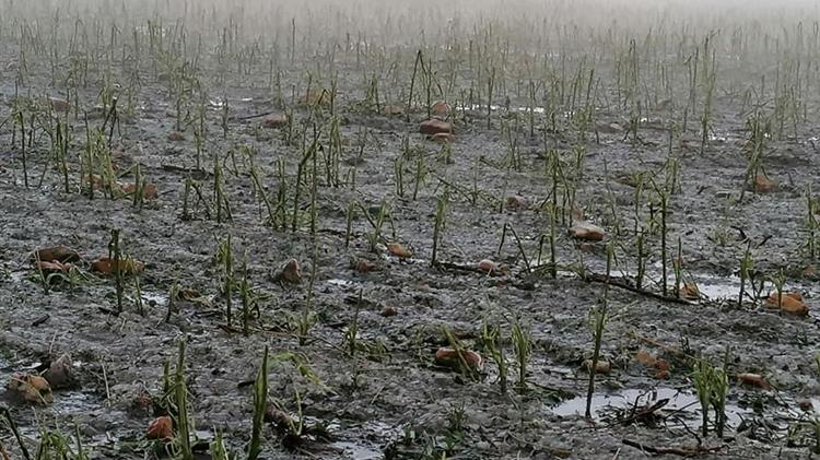 Άμεση η κινητοποίηση για την καταγραφή των ζημιών  σε καλλιέργειες από τα ακραία καιρικά φαινόμενα 