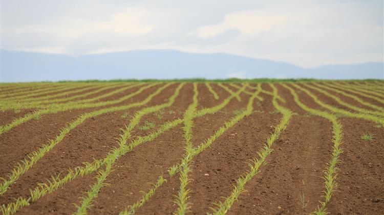 Παρατείνεται η προθεσμία προσαρμογής καταστατικών Αγροτικών Συνεταιρισμών