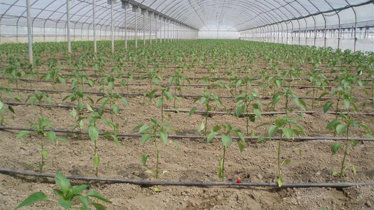 Εξαιρέσεις αποζημιώσεων θερμοκηπιακών καλλιεργειών Ιεράπετρας