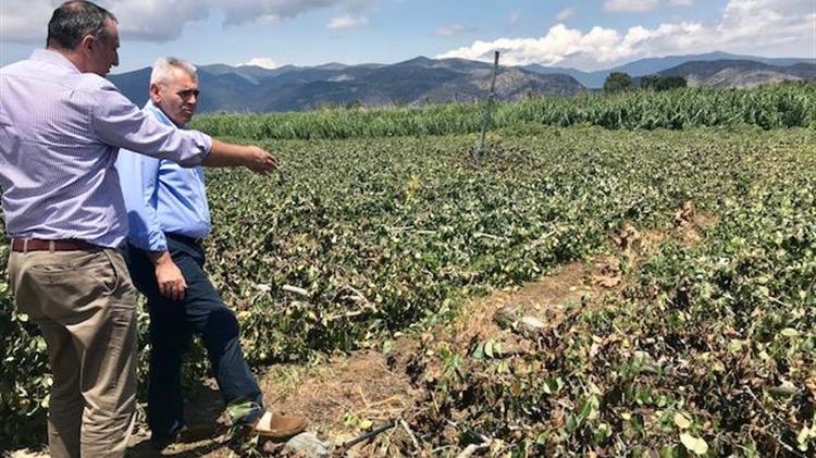 Express ΠΣΕΑ όπως για μαστιχόδενδρα το 2013