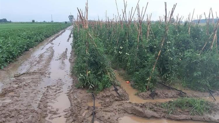  Ό,τι γλίτωσε από το χαλάζι απειλείται από τη βροχόπτωση