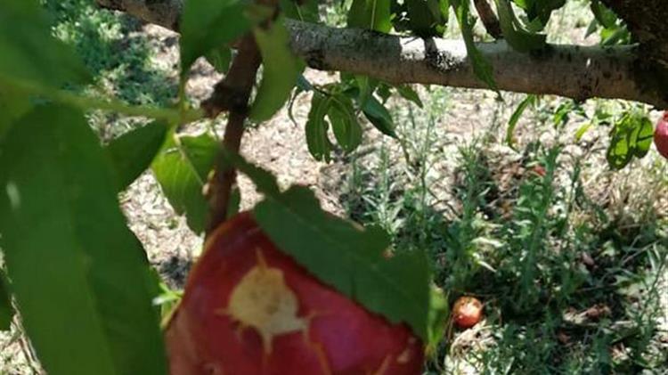 Σε απόγνωση οι αγρότες Ημαθίας: Μεγάλες καταστροφές στην παραγωγή ροδάκινων αλλά αποζημίωση γιοκ
