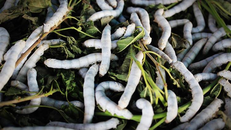 Στο Σουφλί ημερίδα για την Ευρωπαϊκή σηροτροφία και το μέλλον της