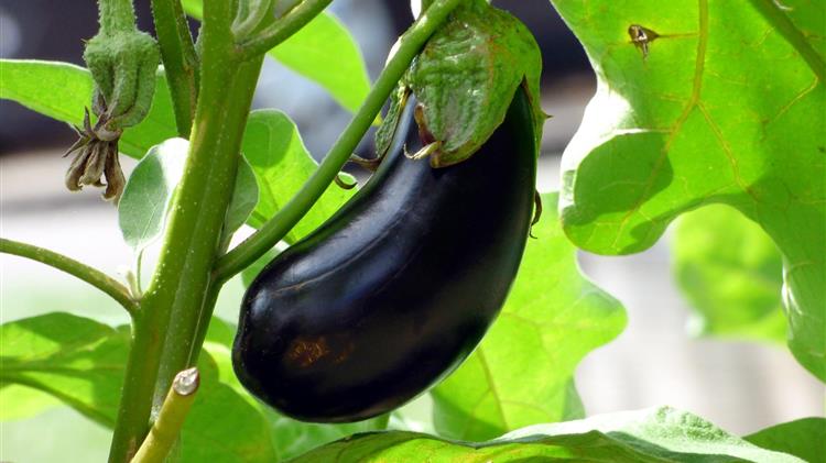 Γιορτή τσακώνικης μελιτζάνας στην Πλάκα Λεωνιδίου