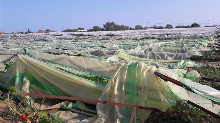 Μπακαδήμα: Χαλαζόπτωση έπληξε αμπέλια και ελαιόδεντρα στη Μαγνησία