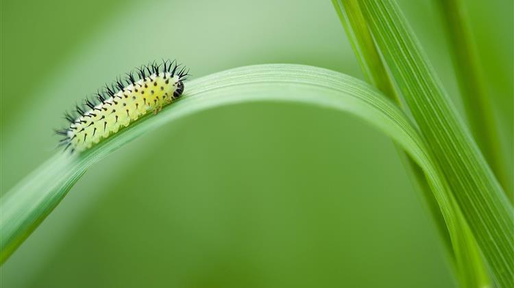 Διενέργεια αεροψεκασμών προνυμφοκτονίας