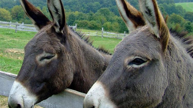 Στον εισαγγελέα για δύο γαϊδουράκια η Φιλοζωϊκή