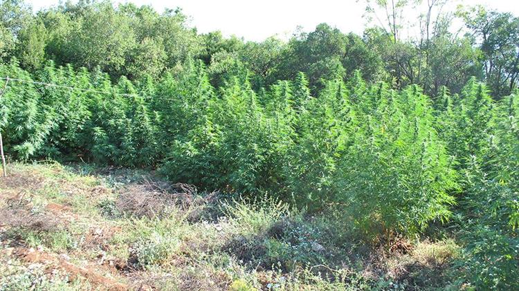 Φυτεία εντοπίστηκε στον Παρνασσό