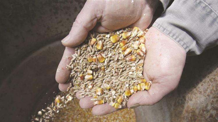Ε.Ε.: Αυξάνεται η κατανάλωση ζωοτροφών από σιτάρι