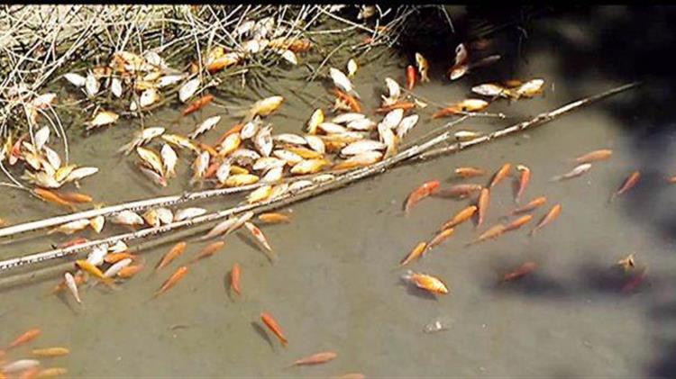  Εκατοντάδες νεκρά ψάρια στο φράγμα Αποσελέμη
