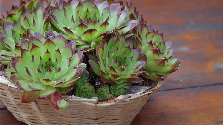 Τα φυτά εσωτερικού χώρου δεν έχουν μόνο καλλωπιστική αξία