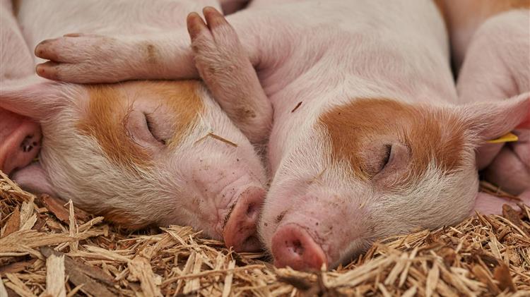 Καταγράφονται οι οικόσιτοι χοίροι λόγω της πανώλης