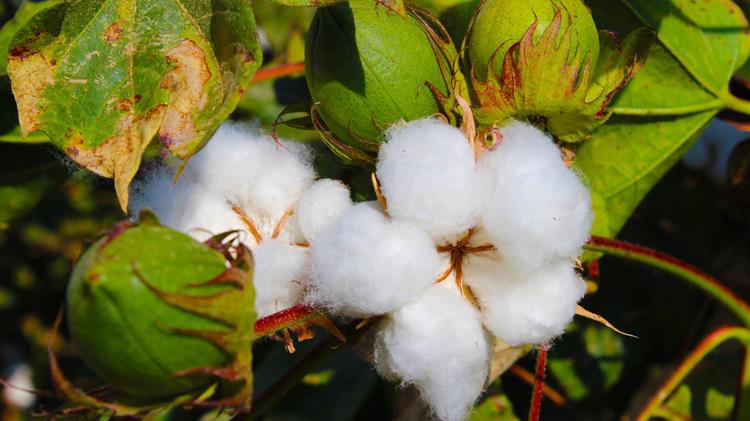Βαμβάκι: Στα 126 ευρώ/στρέμμα η αποζημίωση για 100% ζημιά