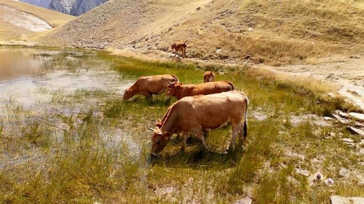 Η ανεξέλεγκτη βόσκηση απειλεί τη Δρακόλιμνη και όχι μόνο…