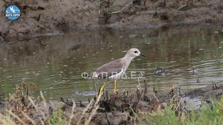 Μετά από 8 χρόνια ξανάεμφανίστηκε η σπάνια Λεύκουρη Καλημάνα στον υδροβιότοπο