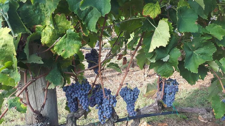 Οι Αυστραλοί καλλιεργητές θα αναγκασθούν να αφήσουν τα σταφύλια πάνω στα κλήματα το 2022
