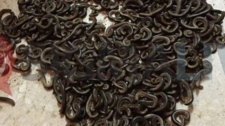 Σκουλήκια γέμισε χωριό των Τρικάλων