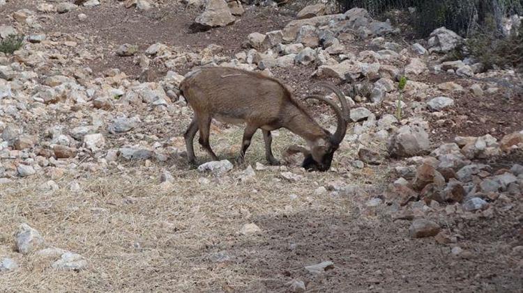 Κρι- Κρι: Ο θησαυρός της Κρήτης που κινδυνεύει με εξαφάνιση