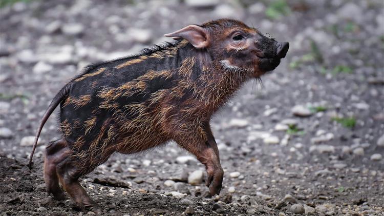 Το πρόβλημα με τα αγριογούρουνα έχει πάρει εφιαλτικές διαστάσεις 