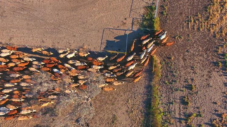 Το μυστήριο με τις νεκρές αγελάδες που εντοπίζονται με ακρωτηριασμένα γεννητικά όργανα