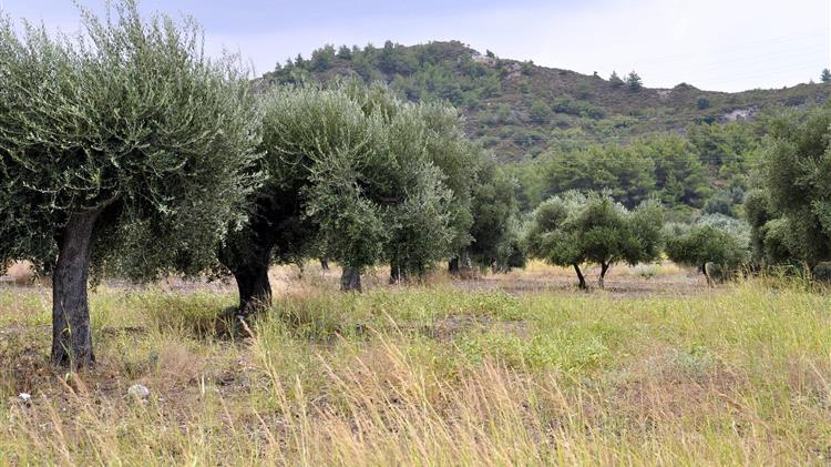 Συναγερμός για την ανομβρία στη Μεσσηνία: Χνάρης φέρνει το θέμα στη Βουλή
