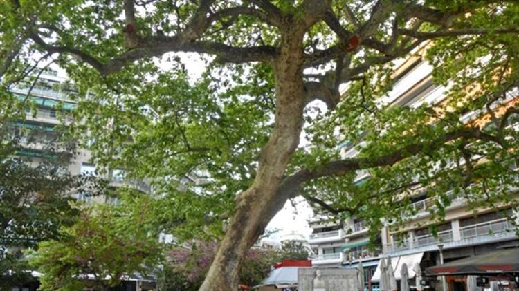 Τέσσερα υπεραιωνόβια πλατάνια θα ανακηρυχθούν διατηρητέα μνημεία 