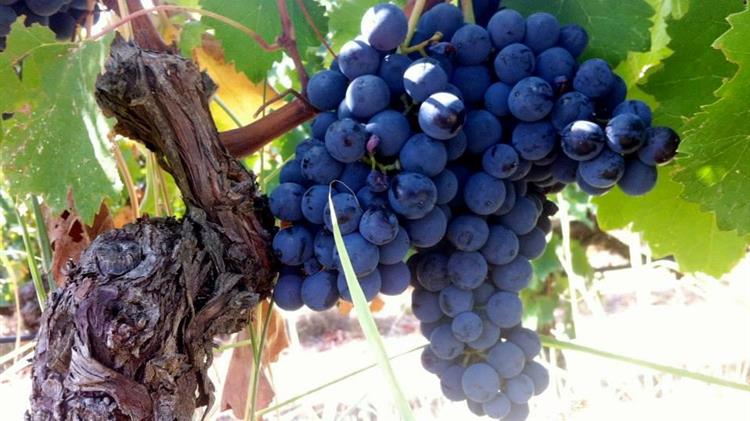 Φλώρινα: Αιτήσεις για άδεια φύτευσης οινοποιήσιμων ποικιλιών αμπέλου
